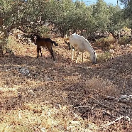 בית נופש Lithi House Tsikkaliá